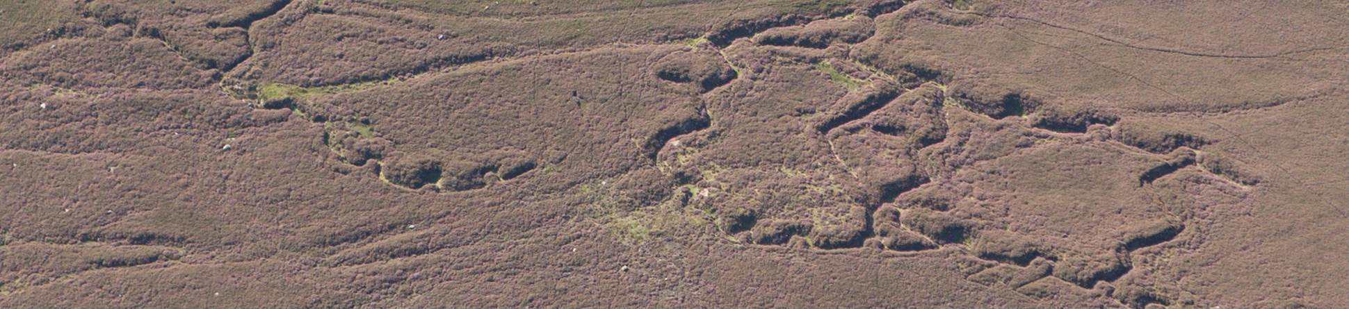 Rothbury, Northumberland, the distinctive earthwork lines of practice trenches that remain visible on the heather clad moorland.